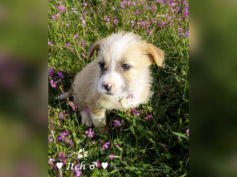 Inka und ihre Welpen suchen ein Zuhause