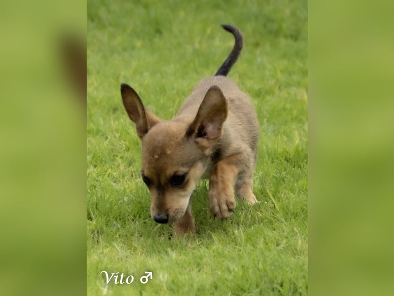 Update: nur noch ein Kokoni sucht ein Zuhause ab August