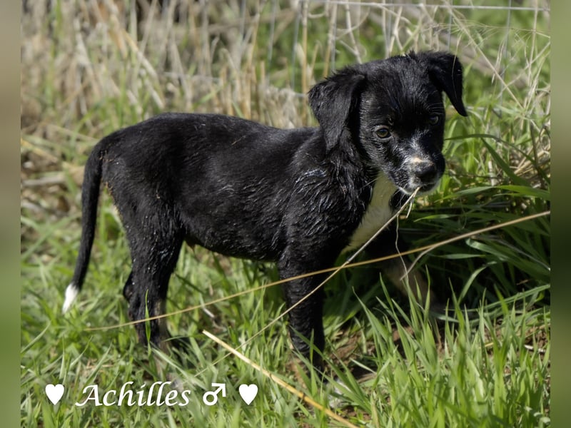 Alfie und seine Geschwister suchen ein Zuhause