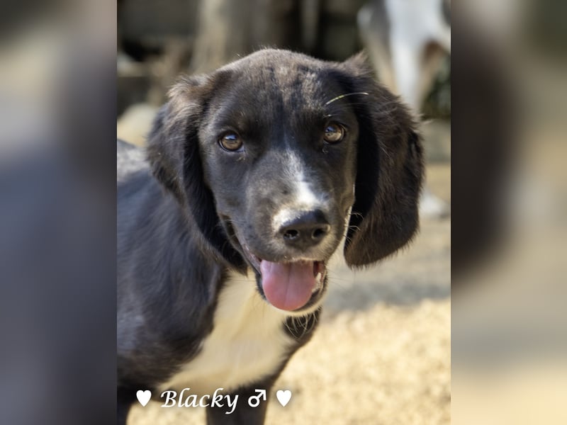 Buster, Blacky und Rataplan suchen ein Zuhause