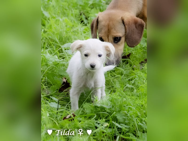 Die Winzlinge Tilly, Tilda und Tanja suchen ab Januar ein Zuhause