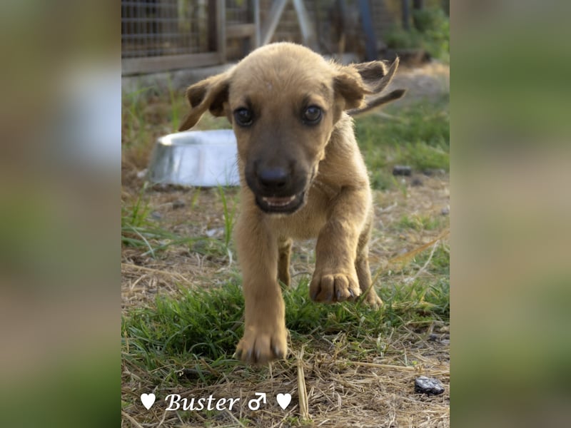 Buster sucht ein Zuhause