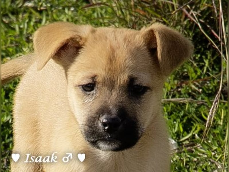 Inka und ihre Welpen suchen ein Zuhause