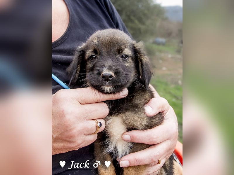Jack, John und Jim suchen ab Januar ein Zuhause