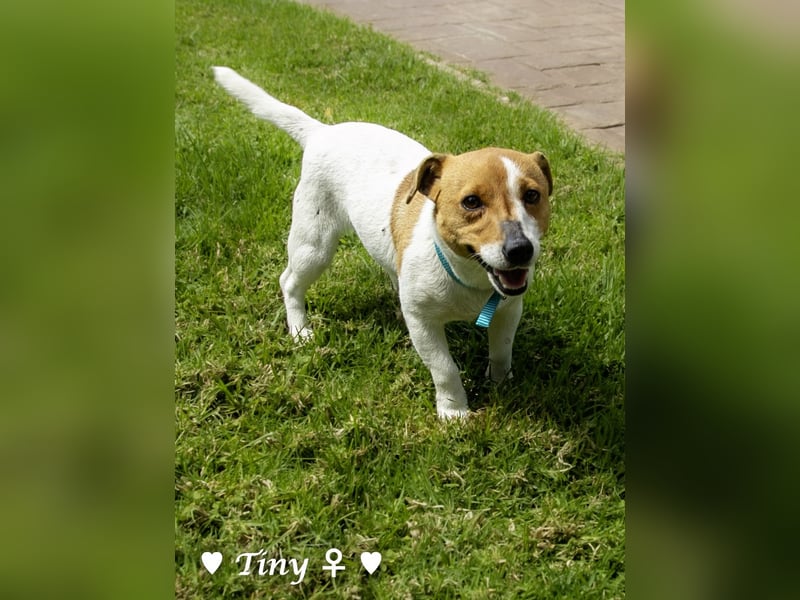 Winzling Tiny sucht ihr Zuhause