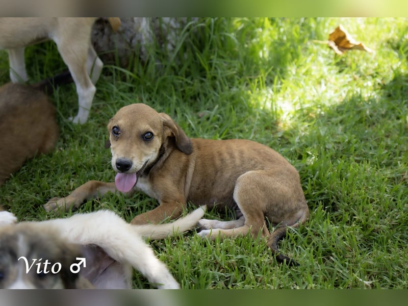Update: nur noch ein Kokoni sucht ein Zuhause ab August