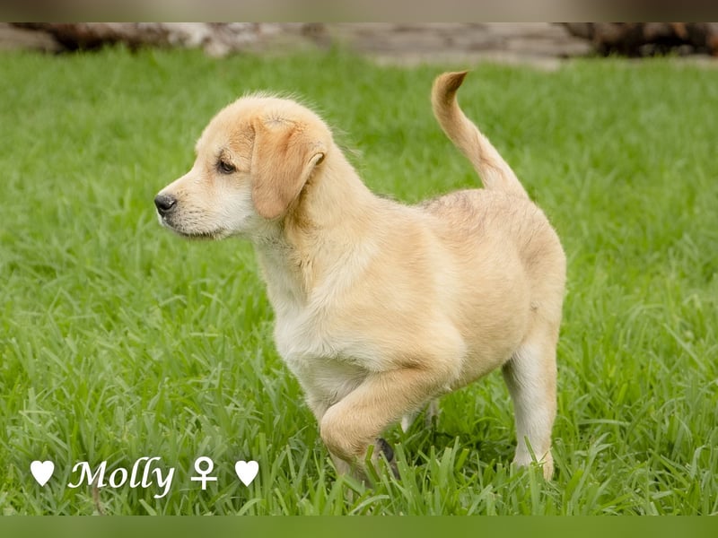 Polly und Molly suchen ein Zuhause