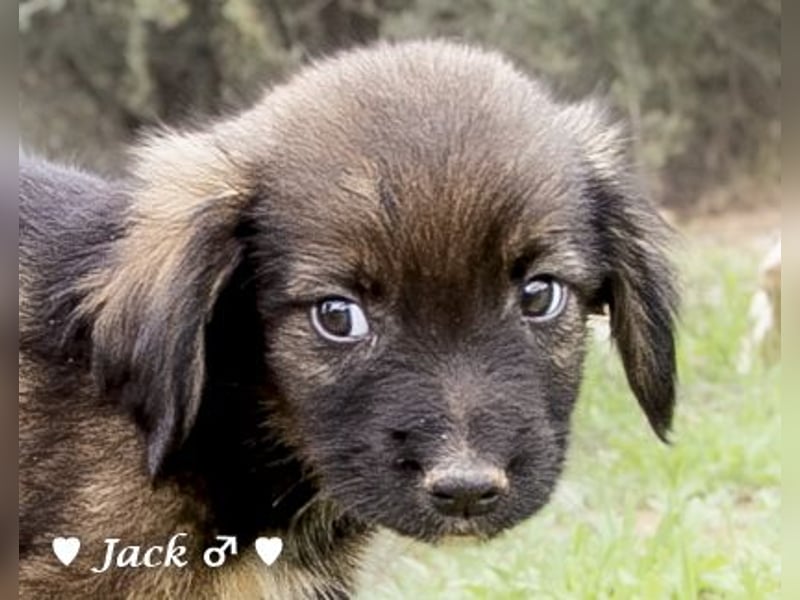 Jack, John und Jim suchen ab Januar ein Zuhause