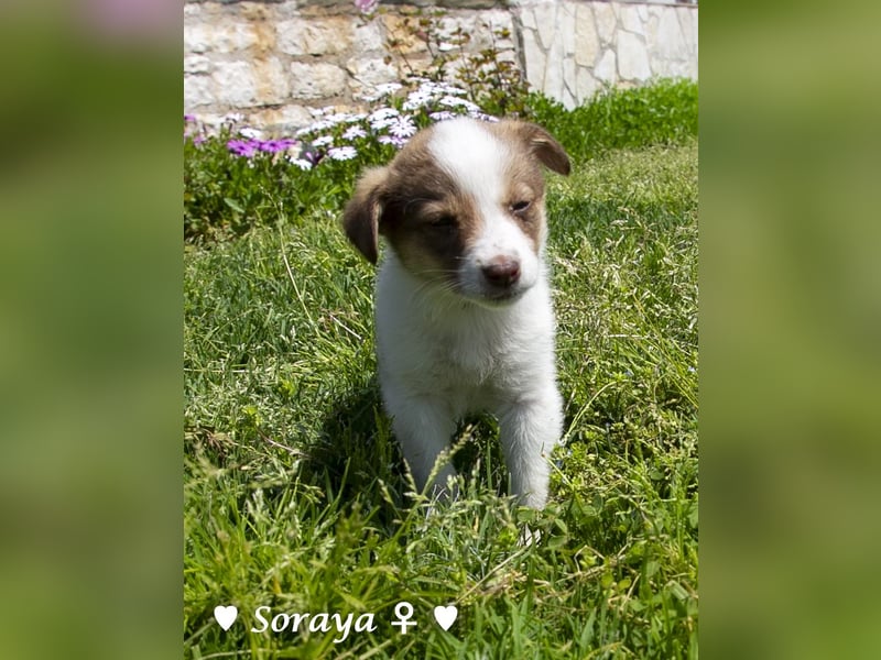 Soraya sucht  ein Zuhause (reserviert)