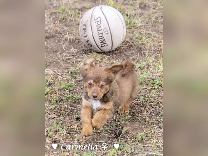 Copper m., Cinnamon w. und Carmella w. suchen  ein Zuhause