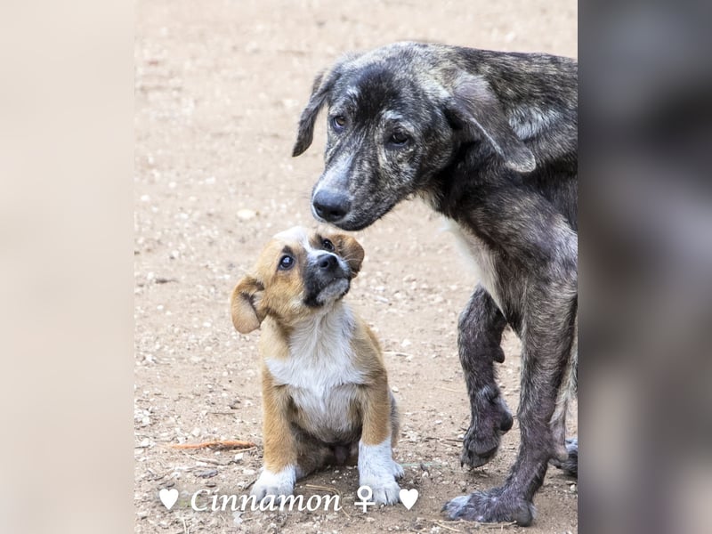 Copper m., Cinnamon w. und Carmella w. suchen  ein Zuhause