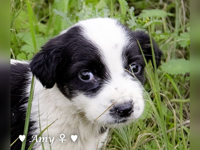 Sechs süße Welpen  suchen ein Zuhause