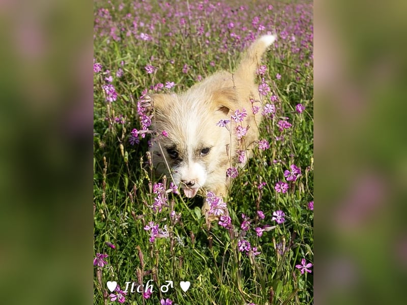 Inka und ihre Welpen suchen ein Zuhause