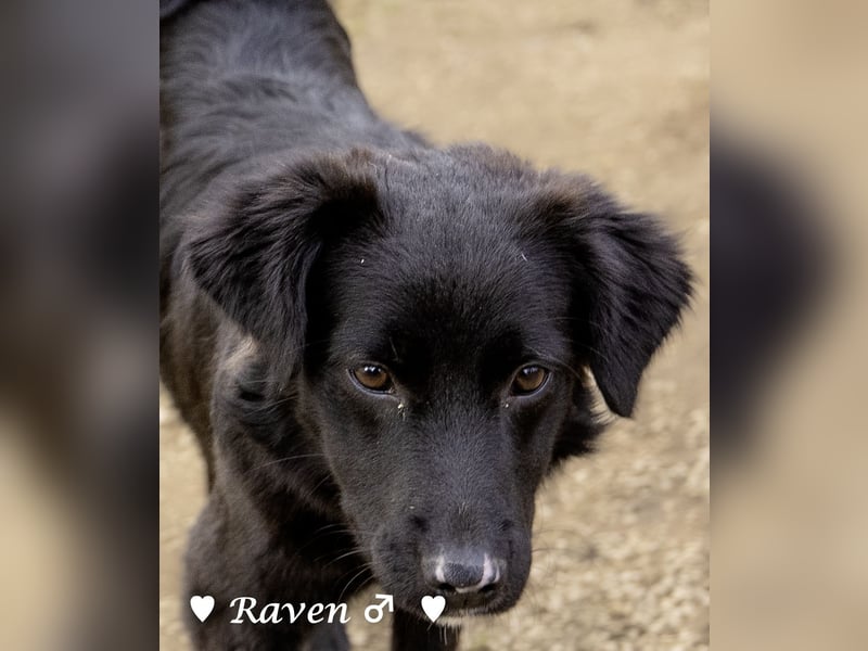 Raven sucht ab Januar ein Zuhause