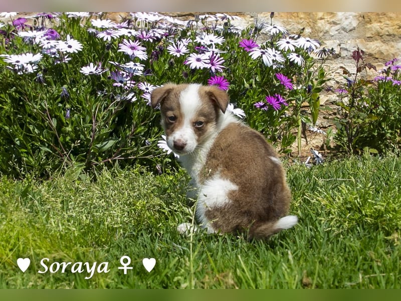 Soraya sucht  ein Zuhause (reserviert)