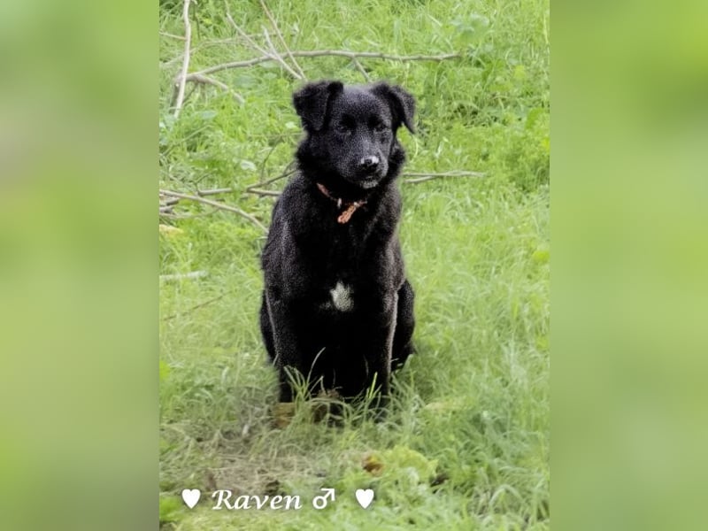 Raven sucht ab Januar ein Zuhause