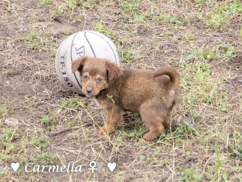 Copper m., Cinnamon w. und Carmella w. suchen  ein Zuhause