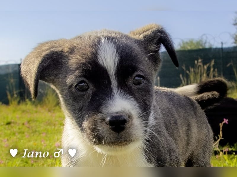 Inka und ihre Welpen suchen ein Zuhause