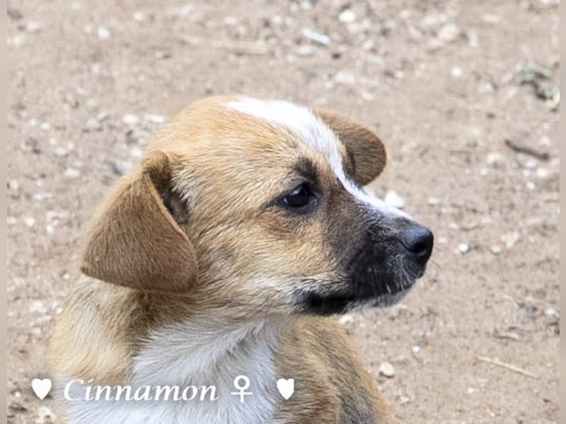 Copper m., Cinnamon w. und Carmella w. suchen  ein Zuhause