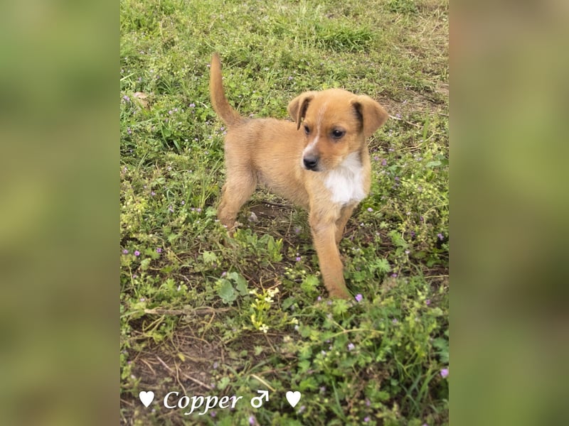 Copper m., Cinnamon w. und Carmella w. suchen  ein Zuhause