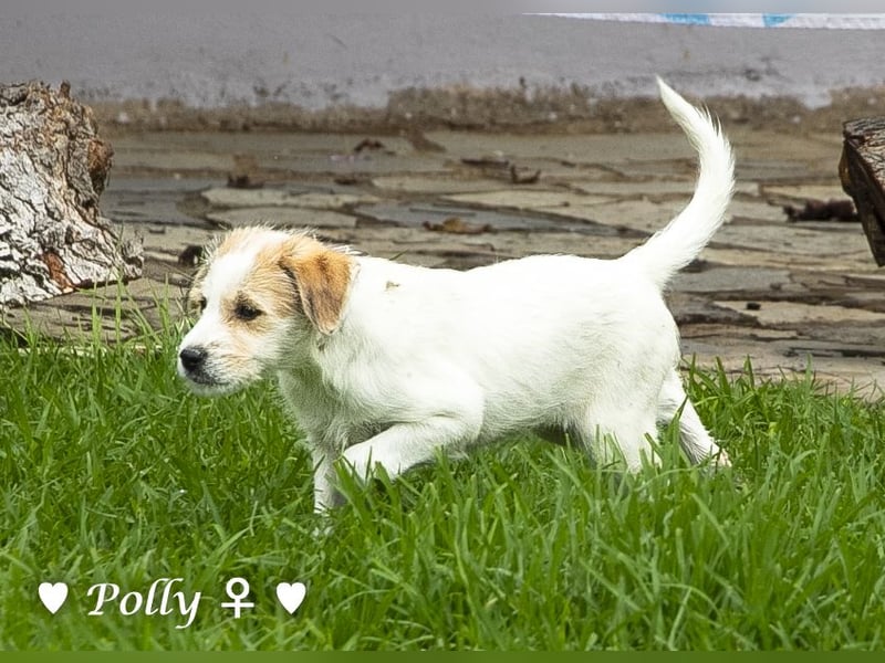 Polly und Molly suchen ein Zuhause