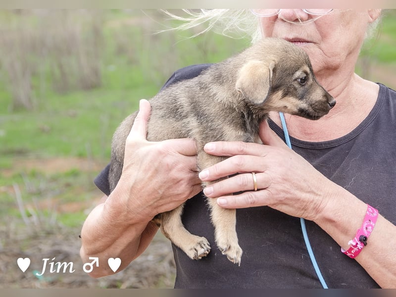 Jack, John und Jim suchen ab Januar ein Zuhause