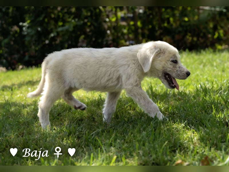 Update: ein Welpe sucht ab  Ende August ein Zuhause