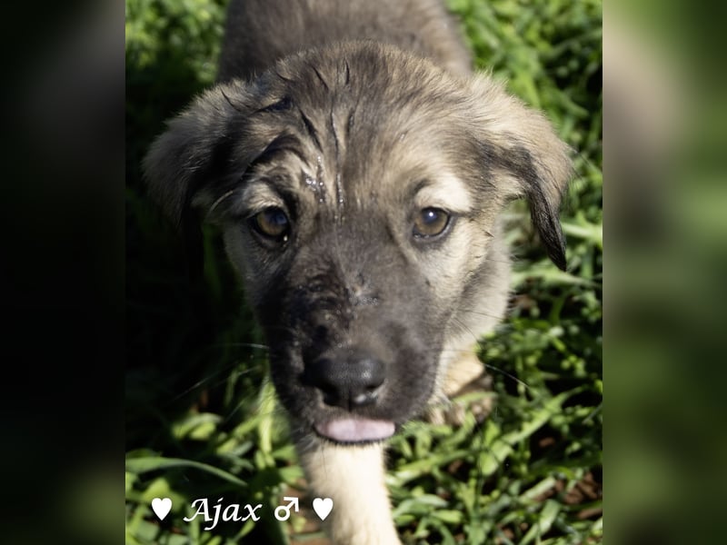 Alfie und seine Geschwister suchen ein Zuhause