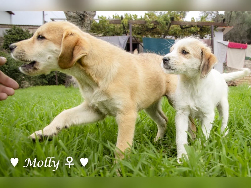 Polly und Molly suchen ein Zuhause