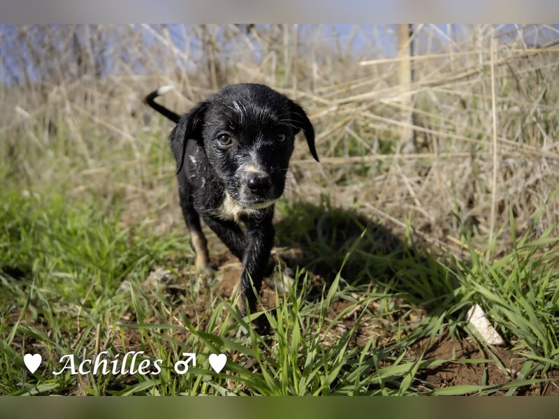 Alfie und seine Geschwister suchen ein Zuhause