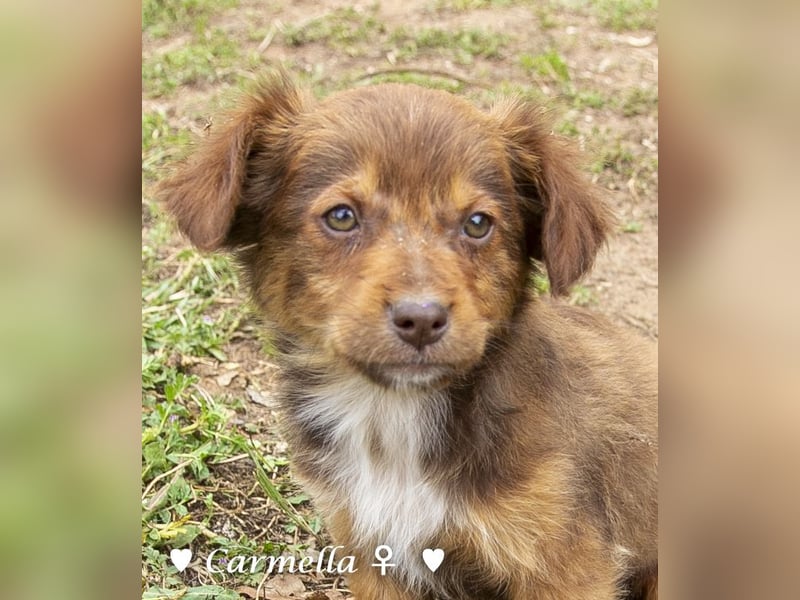 Copper m., Cinnamon w. und Carmella w. suchen  ein Zuhause