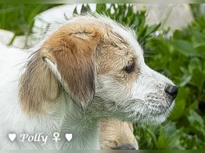 Polly und Molly suchen ein Zuhause