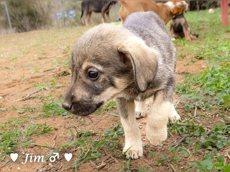 Jack, John und Jim suchen ab Januar ein Zuhause