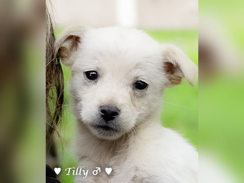 Die Winzlinge Tilly, Tilda und Tanja suchen ab Januar ein Zuhause