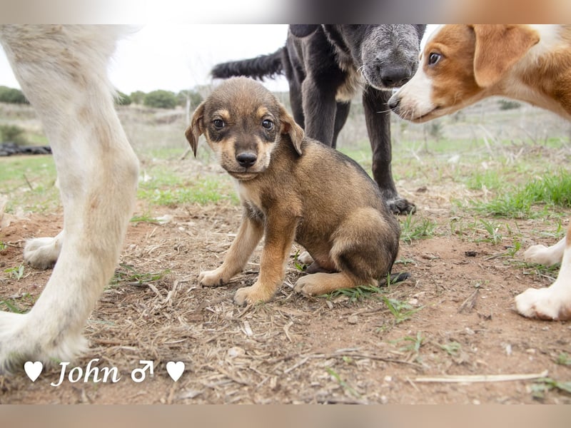 Jack, John und Jim suchen ab Januar ein Zuhause