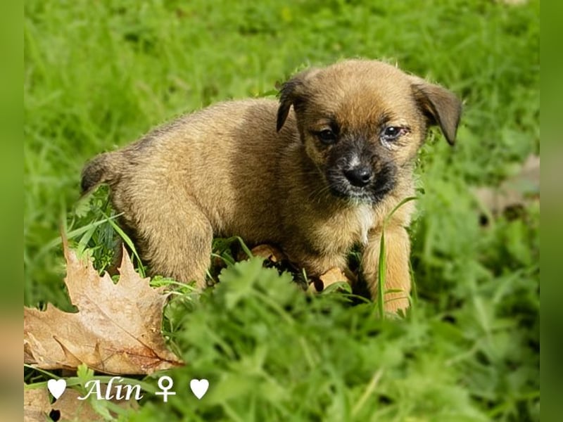 Sechs süße Welpen  suchen ein Zuhause
