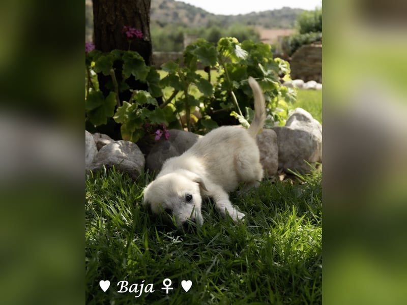 Update: ein Welpe sucht ab  Ende August ein Zuhause