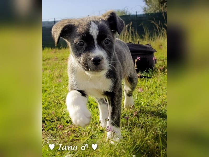 Inka und ihre Welpen suchen ein Zuhause