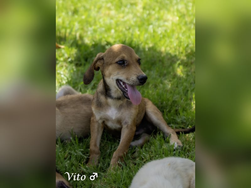 Update: nur noch ein Kokoni sucht ein Zuhause ab August