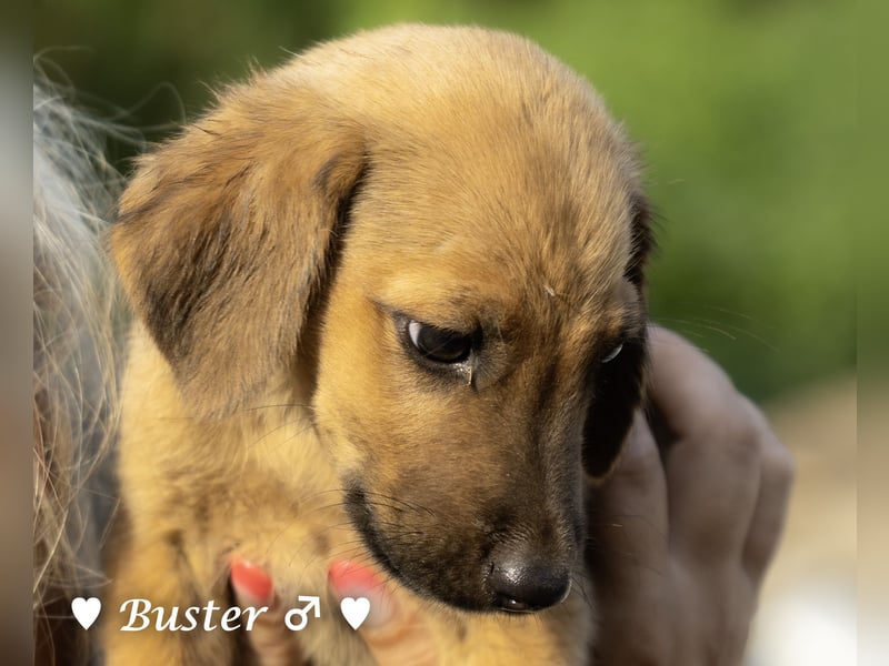 Buster sucht ein Zuhause