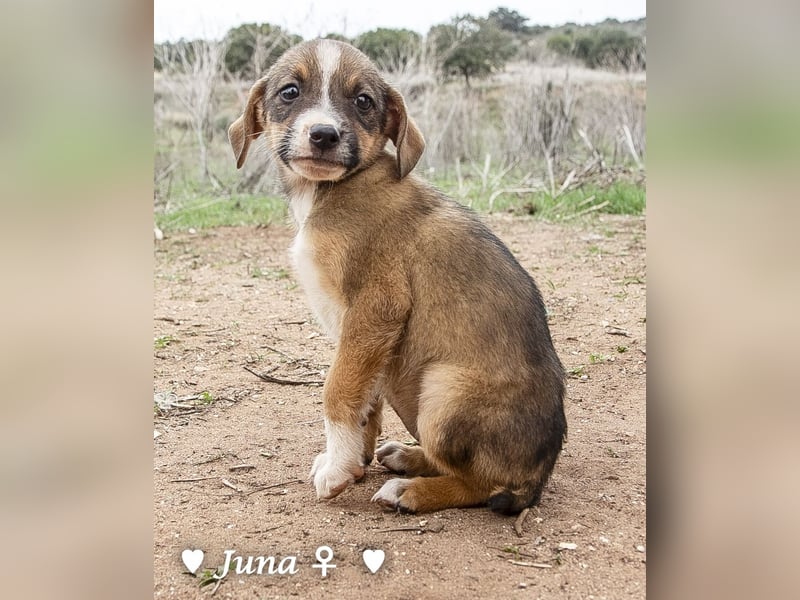 Juna, Julie, Joanna und Jill  suchen ab Dezember  ein Zuhause