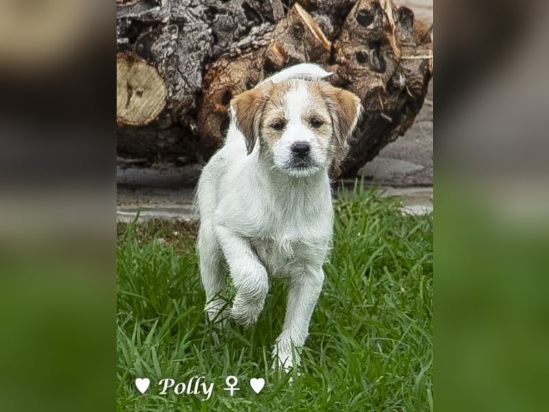 Polly und Molly suchen ein Zuhause