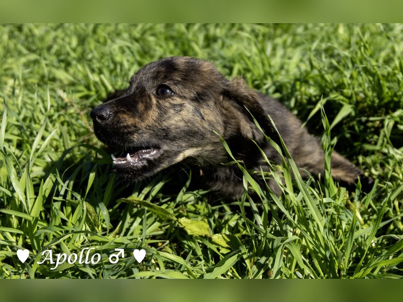 Alfie und seine Geschwister suchen ein Zuhause