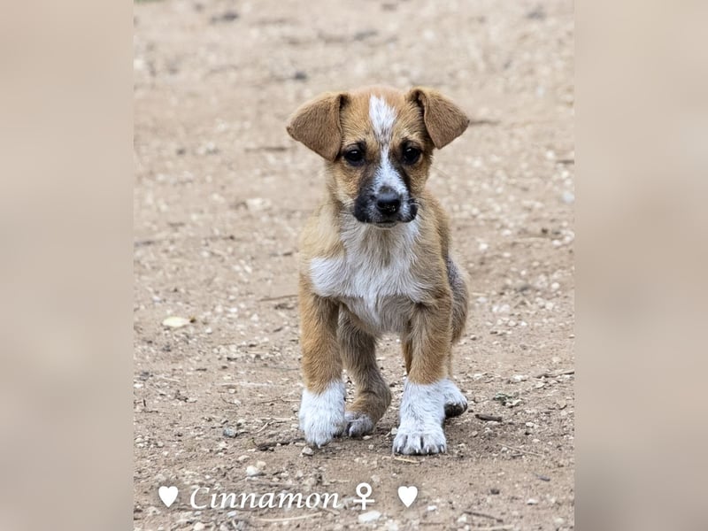 Copper m., Cinnamon w. und Carmella w. suchen  ein Zuhause