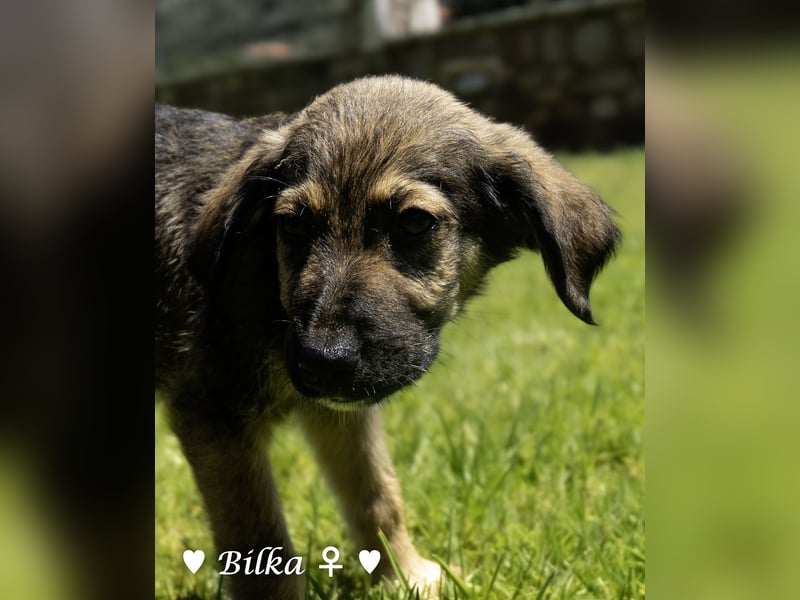 Baci, Bado und Bilka suchen ab 1.8. ein Zuhause