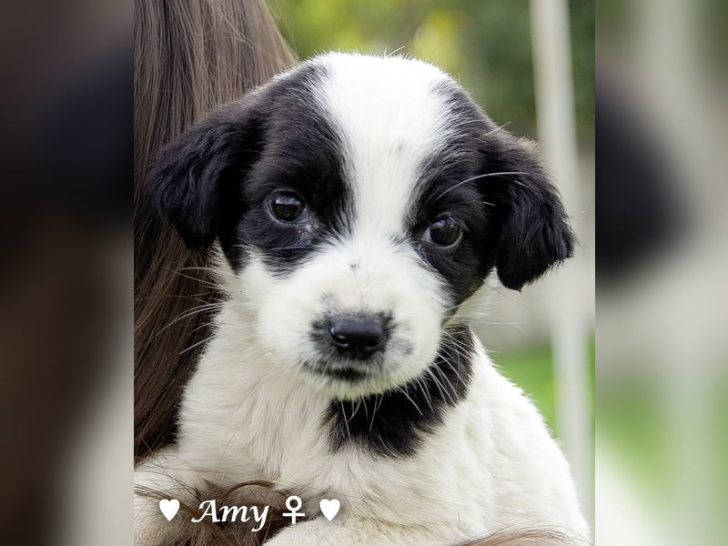 Sechs süße Welpen  suchen ein Zuhause