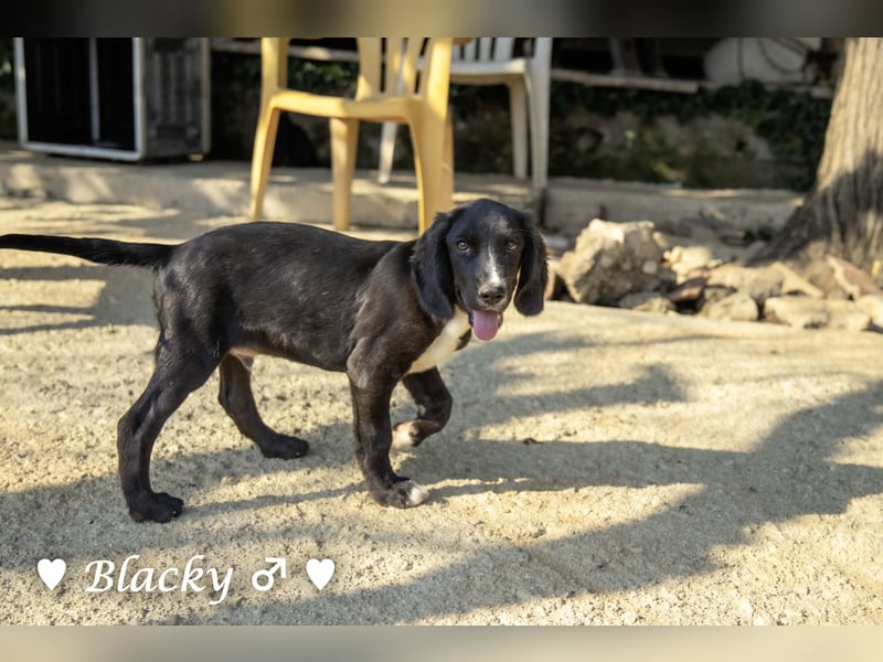 Buster, Blacky und Rataplan suchen ein Zuhause