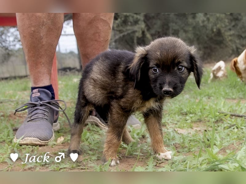 Jack, John und Jim suchen ab Januar ein Zuhause
