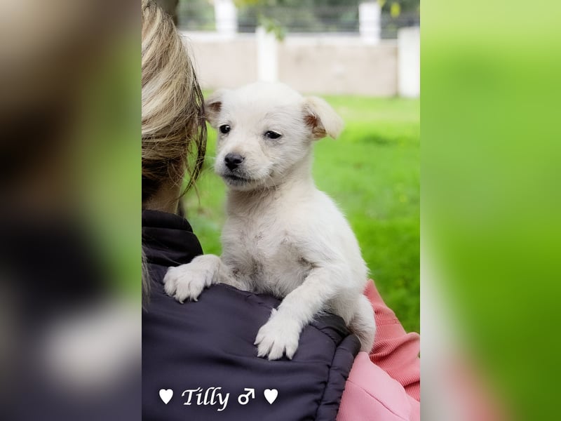 Die Winzlinge Tilly, Tilda und Tanja suchen ab Januar ein Zuhause
