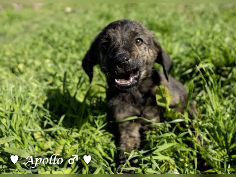 Alfie und seine Geschwister suchen ein Zuhause